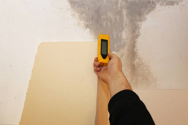 Mold Remediation for Rental Properties in East Massapequa, NY