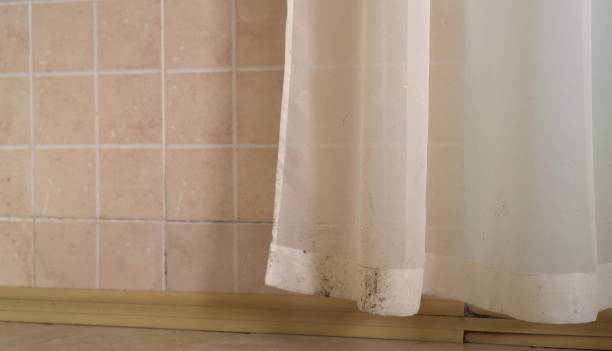 Best Mold-Related Health Consultation  in East Massapequa, NY