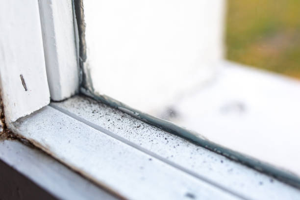 Best Water Damage & Mold Remediation  in East Massapequa, NY