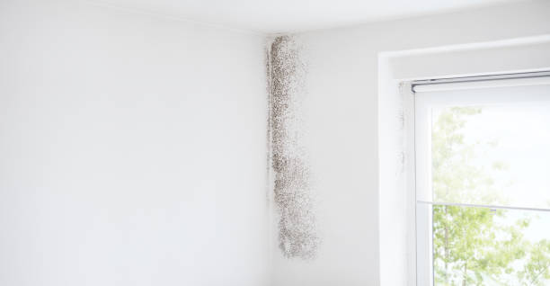 Mold Remediation for Vacation Homes in East Massapequa, NY