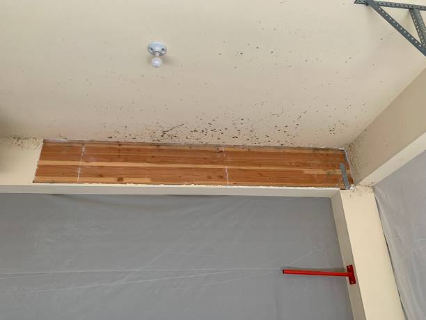 Environmental Consulting for Mold Prevention in East Massapequa, NY