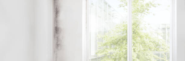 Best Water Damage & Mold Remediation  in East Massapequa, NY