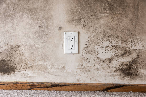 Best Airborne Mold Testing  in East Massapequa, NY