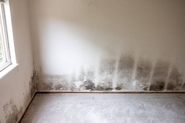 Professional Mold Removal in East Massapequa, NY